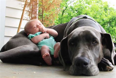 20 cool facts about the great dane