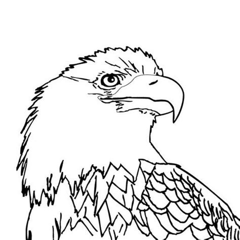 printable bald eagle coloring pages  kids coolbkids bald eagle