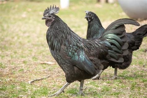 rare exotic chicken breeds  add   flock