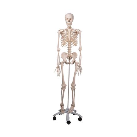 skeletons labworldcouk