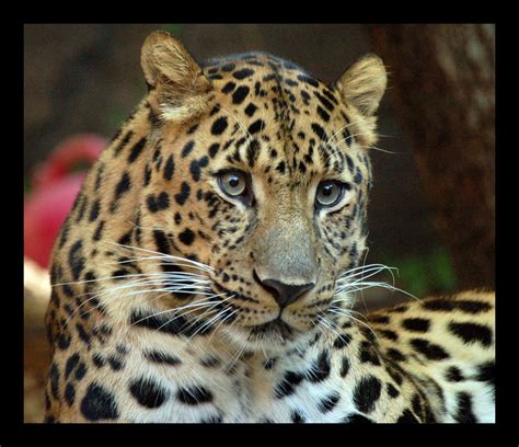 critically endangered amur leopard   left  wild natures