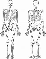 Front Skeleton Back Appendicular Template Coloring Mri Large sketch template