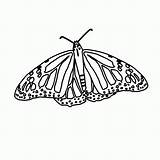 Schmetterling Fensterbilder Coloring Malvorlagen sketch template