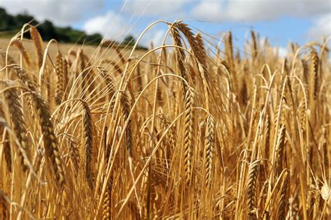 genetic discovery sheds light  sodium tolerance  barley crops