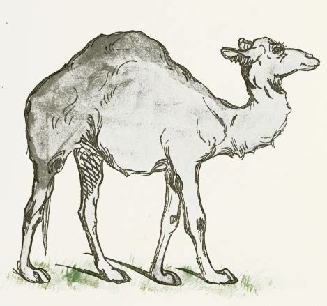 camel drawing reusableartcom