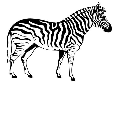 dieren zebra kleurplaat zebra zebra coloring pages zebra