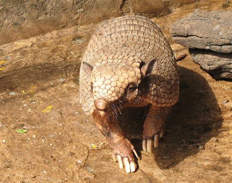 armadillo wallpapers fun animals wiki  pictures stories