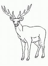 Elk Rocky Coloring Mountain Drawing Library Clipart Printable Popular sketch template