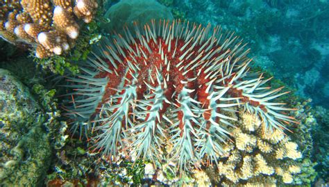 combat coral eating pest ua researcher helps find   smell