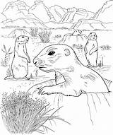 Prairie Dog Coloring Pages Grassland Sheet Drawing Dogs Kids Grasslands Animals Print Clipart Sketch Popular Template Getdrawings sketch template