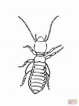 Coloring Louse Insect Pages Realistic Color Printable Silverfish sketch template