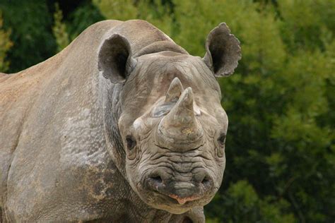 black rhino backyard zoologist