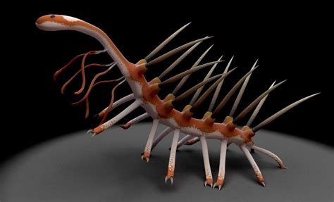 cambrian creatures gallery   primitive sea life weird creatures sea creatures fossil