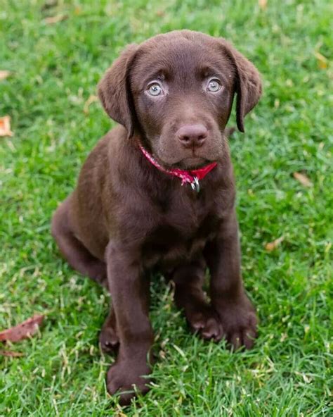 pin  jane hundley  dogs lab mix puppies mixed breed dogs labrador