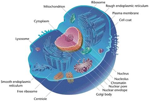 eukaryotic cell definition characteristics structure  examples