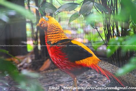 exotic birds of southeast asia foto bugil bokep 2017