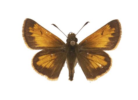 Poanes Hobomok Male Dorsal Nebraska Lepidoptera A Guide To Nebraska