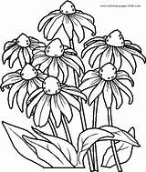 Coloring Pages Flower Printable Flowers Kids Color Book Sheets sketch template