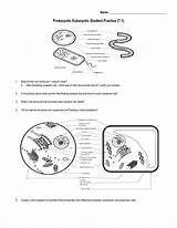 Eukaryotic Prokaryotic Eukaryotes Prokaryotes Prokaryote Eukaryote Studying Chessmuseum sketch template