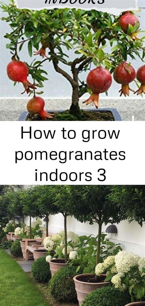 grow pomegranates indoors  fruit garden trees indoors