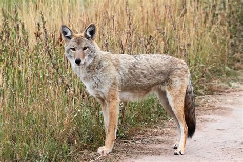reasons coyote fox removal  control    westchester