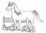 Horse Coloring Pages Jumping Show Getcolorings Colori Getdrawings Print Printable sketch template
