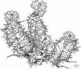 Fissuratus Ariocarpus Supercoloring Pelecyphora Cacti Voorbeeldsjabloon sketch template