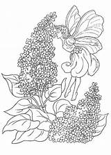 Coloring Lavender Getcolorings sketch template