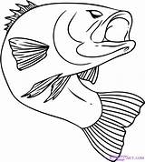 Coloring Pages Chinook Getcolorings Salmon sketch template