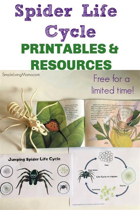 life cycle   spider printables  resources life cycles spider