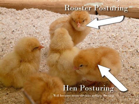 how to sex chickens 5 methods to determine hen or rooster sukabumi