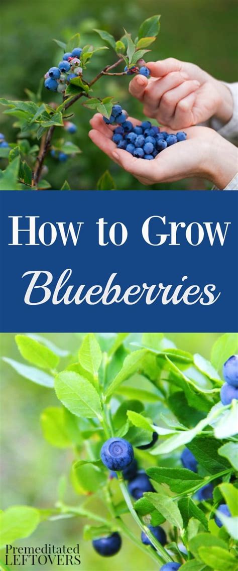 tips  growing blueberries   garden  planting  harvest