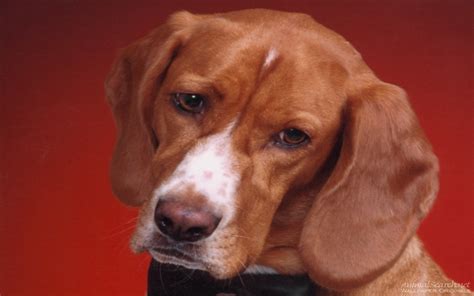 hound dog  cute dogs wallpaper  fanpop