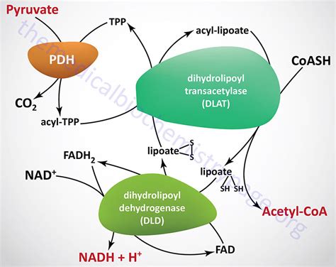 The Pyruvate Dehydrogenase Complex And The Tca Cycle The Medical