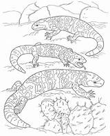 Gila Monster Coloring Pages Designlooter Kids Template sketch template