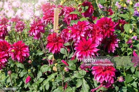 flower garden stake photos et images de collection getty images