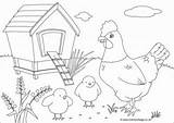 Colouring Chickens Chicken Scene sketch template