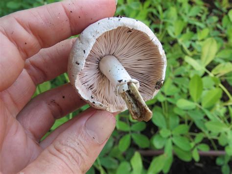 wild edible mushrooms  eat    eat bloomahs city farm