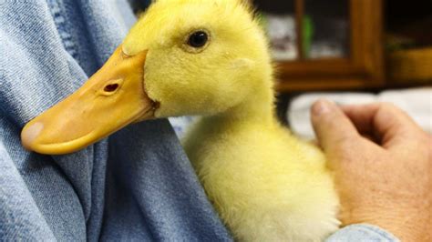 abandoned pet ducks  big problem  li newsday