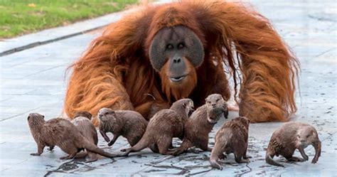 belgian zoo shared  heartwarming pictures  orangutans bonding  otters