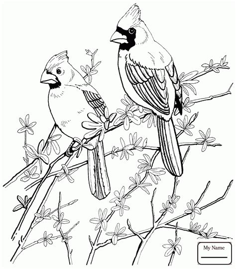 coloring page cardinal bird  svg design file