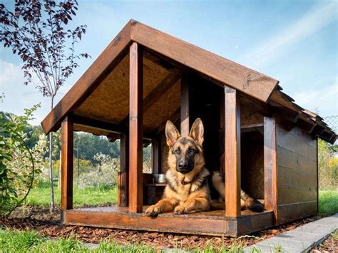 insulated dog house  cold weather     practical paw  dog lovers toolkit