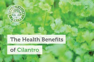 health benefits  cilantro dr eddy bettermann md