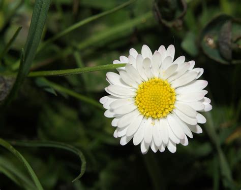 wallpaper white daisy flower peakpx