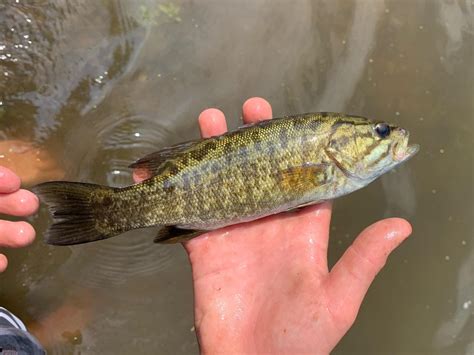 Beautiful Coloration On A Smallmouth Bass [south East Wisconsin] R