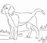 Coloring Pages Realistic Dogs Dog Getcolorings Printable Puppy Adults sketch template