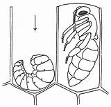 Bee Pupa Larva Honey Drawing Mellifera Apis Biology Draw Mackean Life Drawings Resources Teaching Copyright sketch template