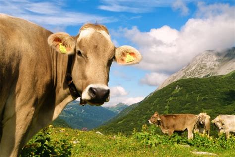 escaped swiss cow loses holiday rights the local