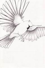 Cardinal Imagixs Drawing Wings Books Birds sketch template