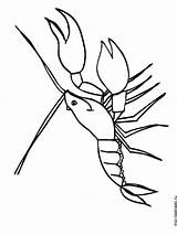 Coloring Pages Crayfish Printable sketch template